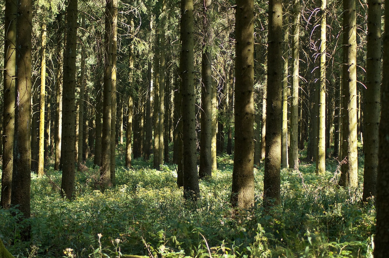 forest  forest floor  spruce free photo