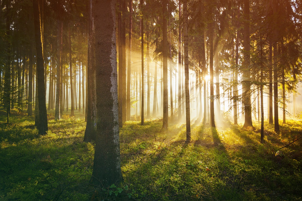 forest  sunrise  trees free photo