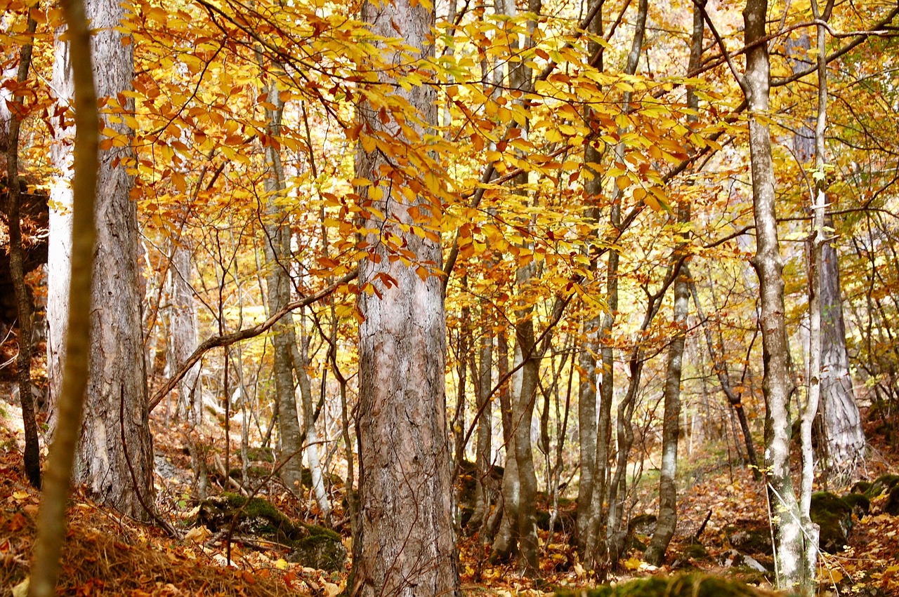 forest  autumn  season free photo