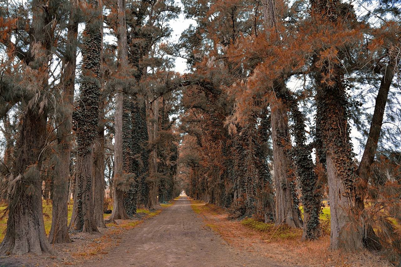 forest  path  trail free photo