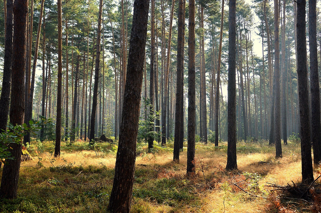 forest  trees  sunrise free photo