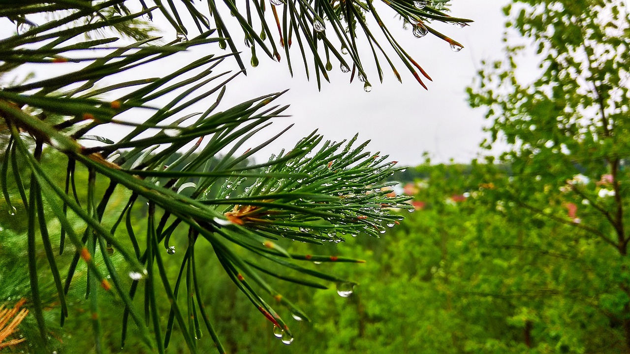 forest  rain  spruce free photo