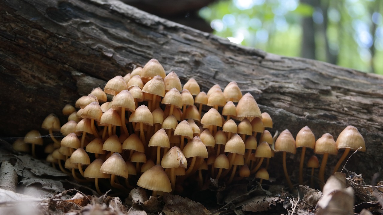 forest  mushrooms  nature free photo