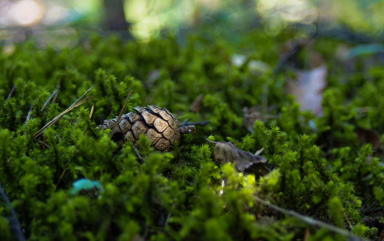 forest  pine cone  moss free photo