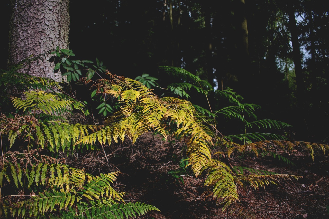 forest  fern  nature free photo