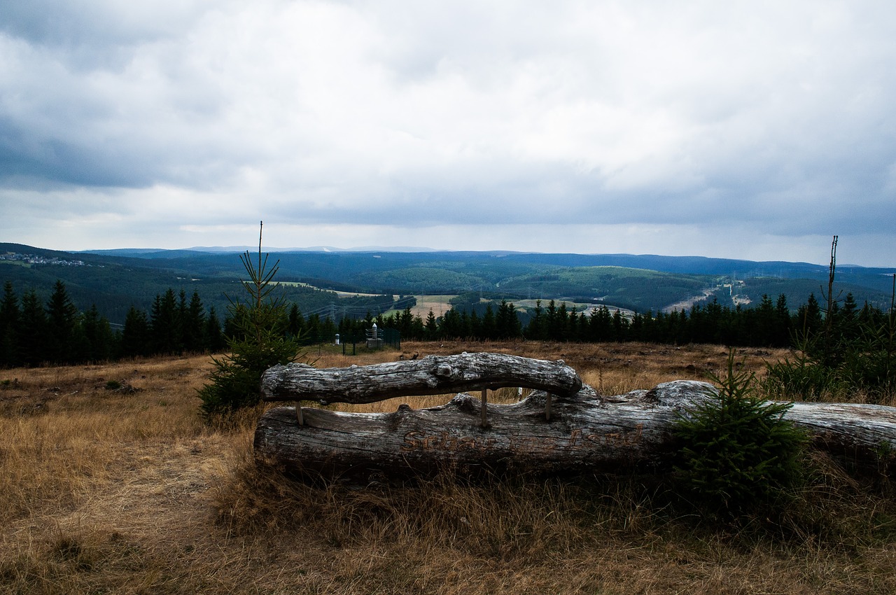 forest  germany  nature free photo