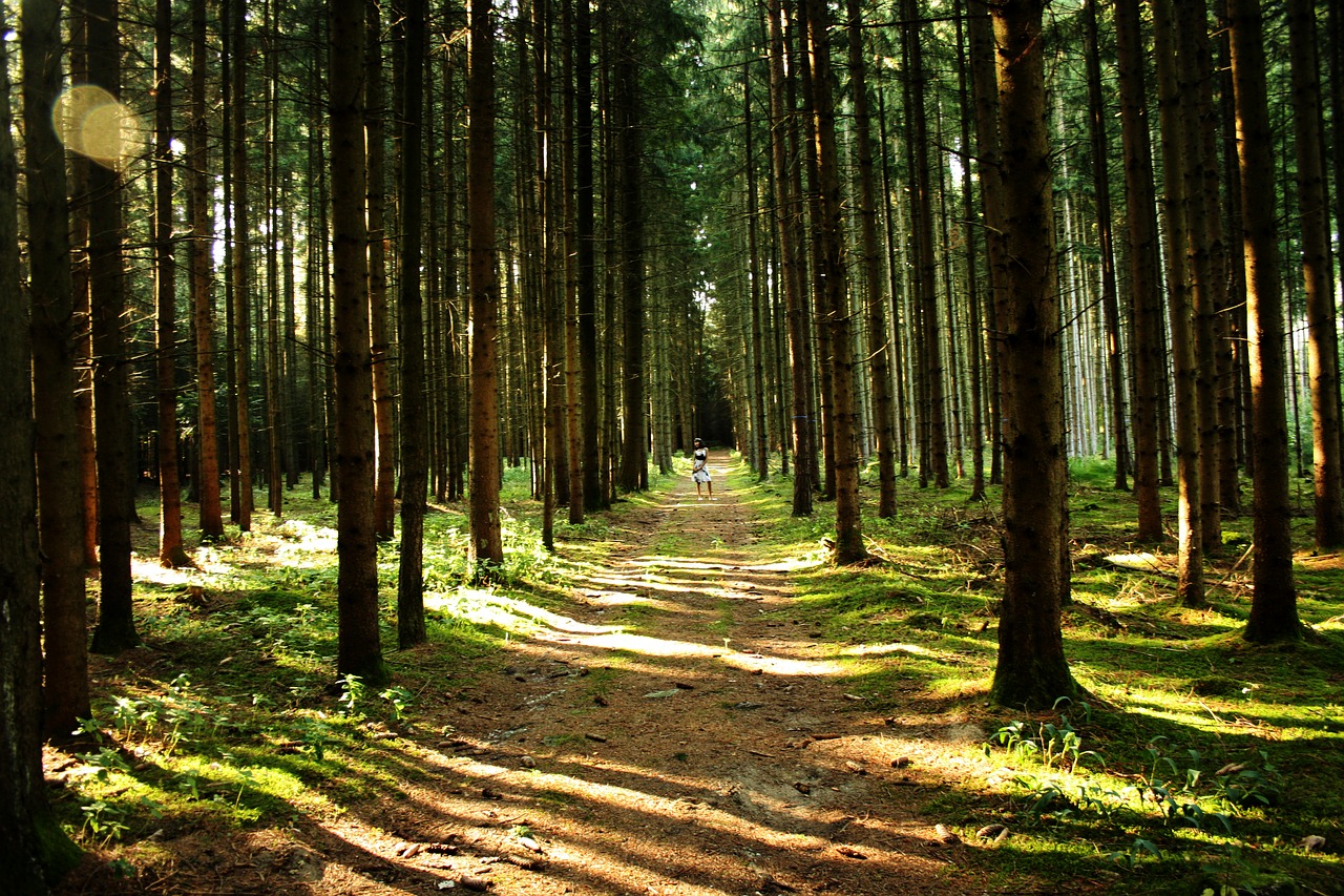 forest  trees  forest path free photo