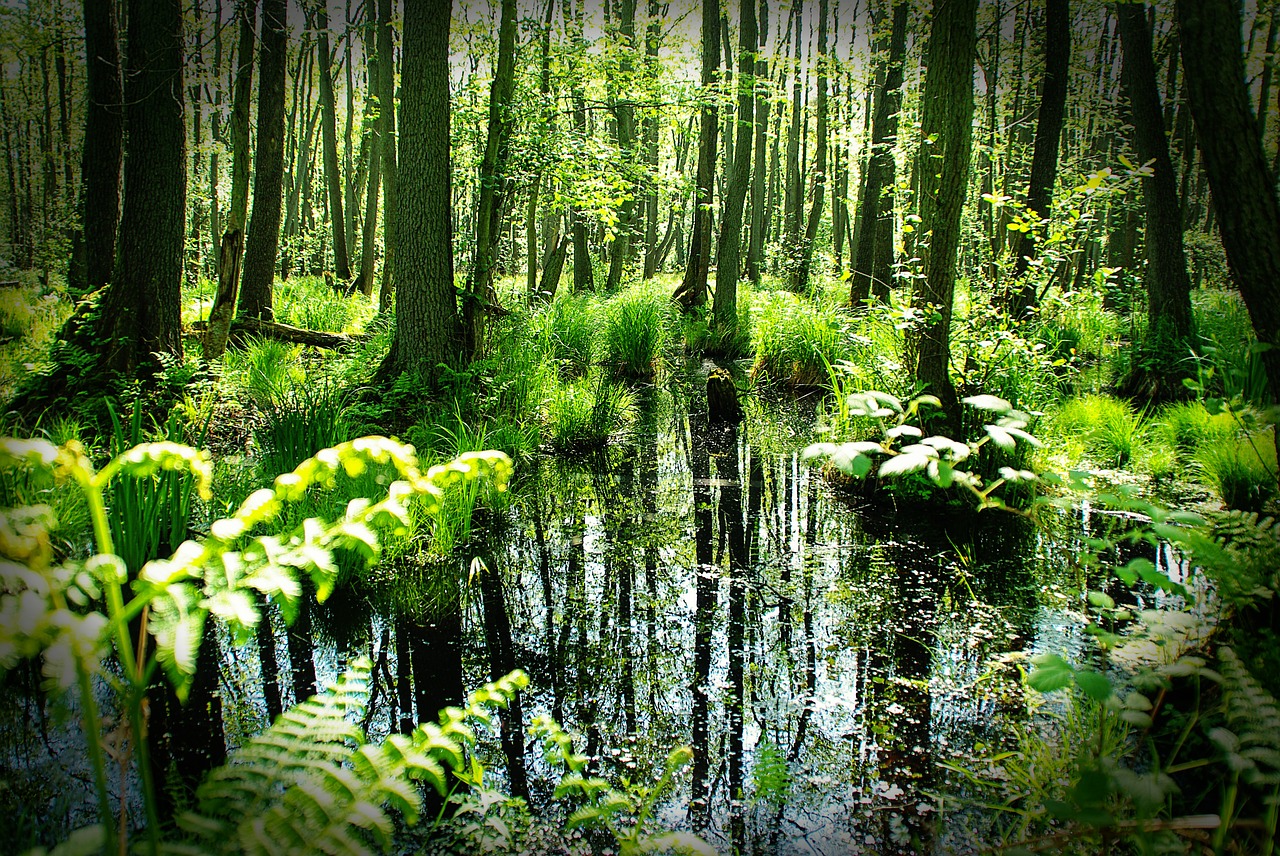 forest darß spring free photo