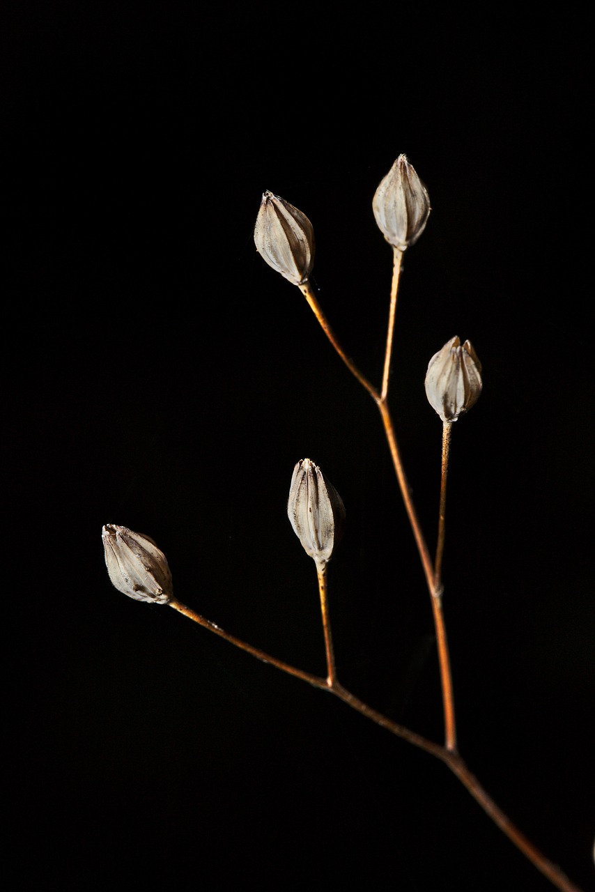 forest  macro  close up free photo