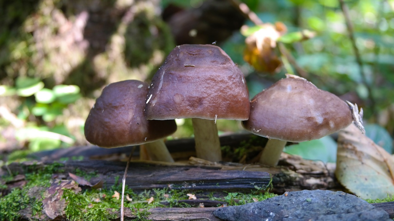 forest  mushrooms  nature free photo