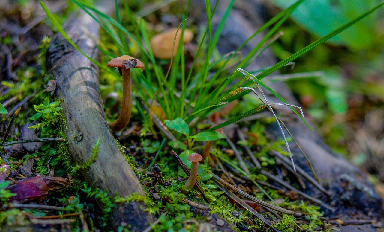 forest  mushrooms  mushroom free photo