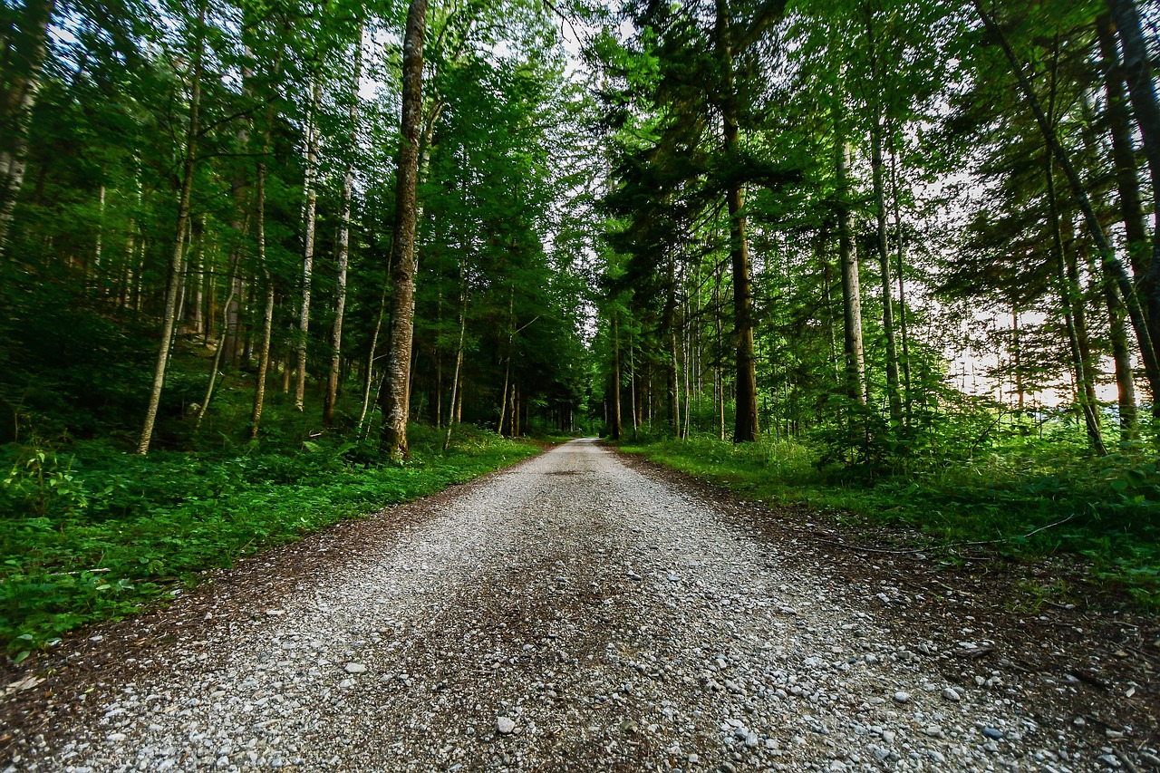 forest  path  nature free photo