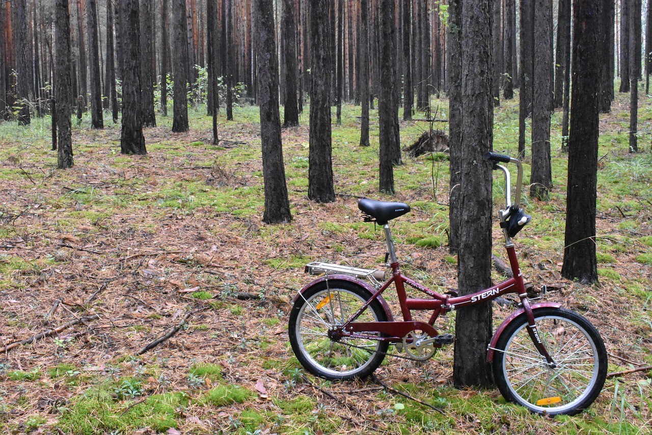 forest  bike  stroll free photo