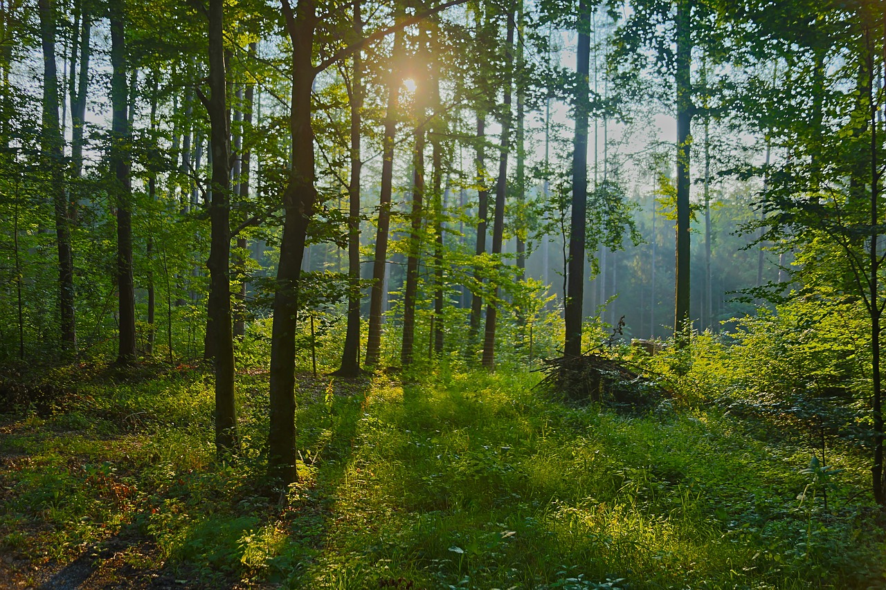 forest  trees  sunset free photo