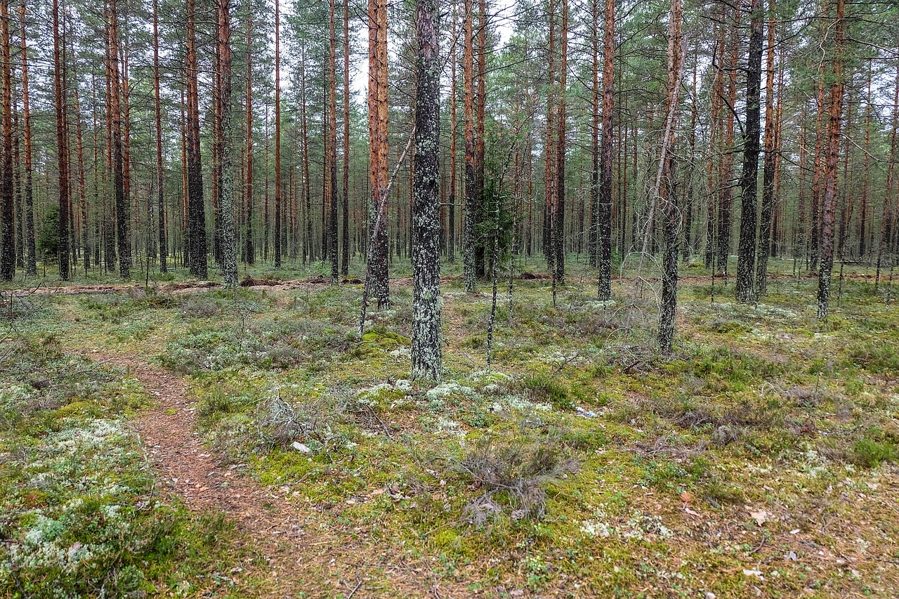 forest  russia  beauty free photo