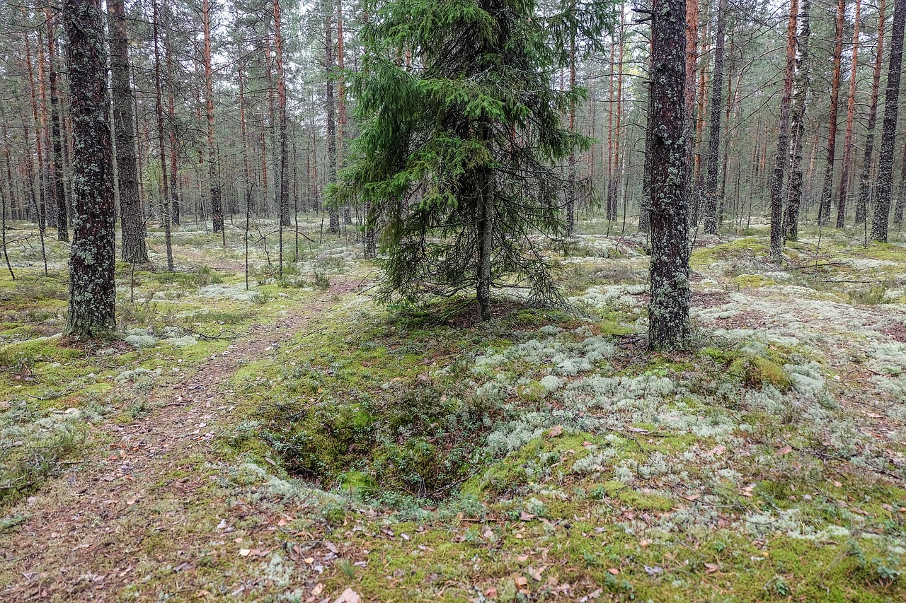 forest  russia  beauty free photo