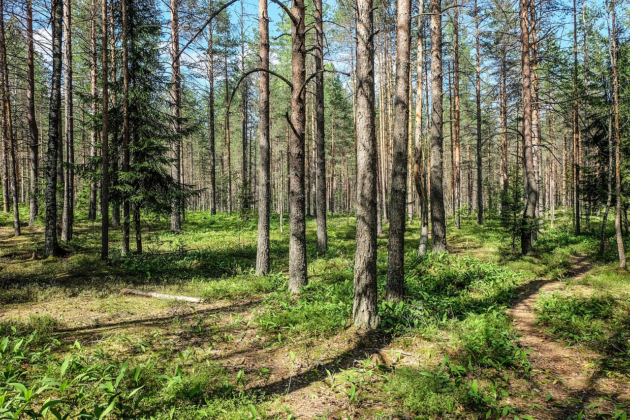 forest  russia  beauty free photo