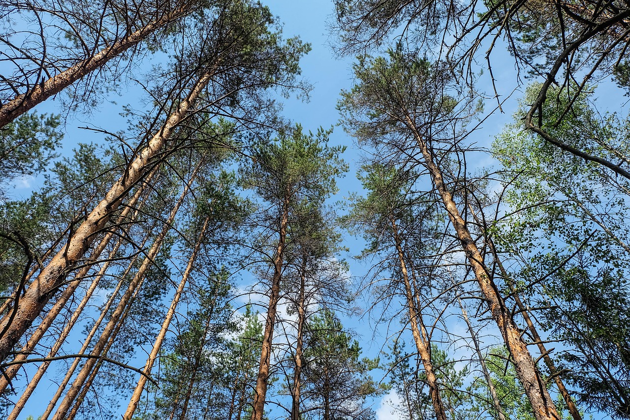 forest  russia  beauty free photo