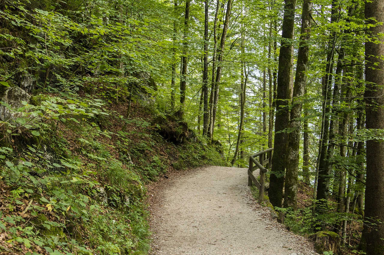 forest  autumn  away free photo