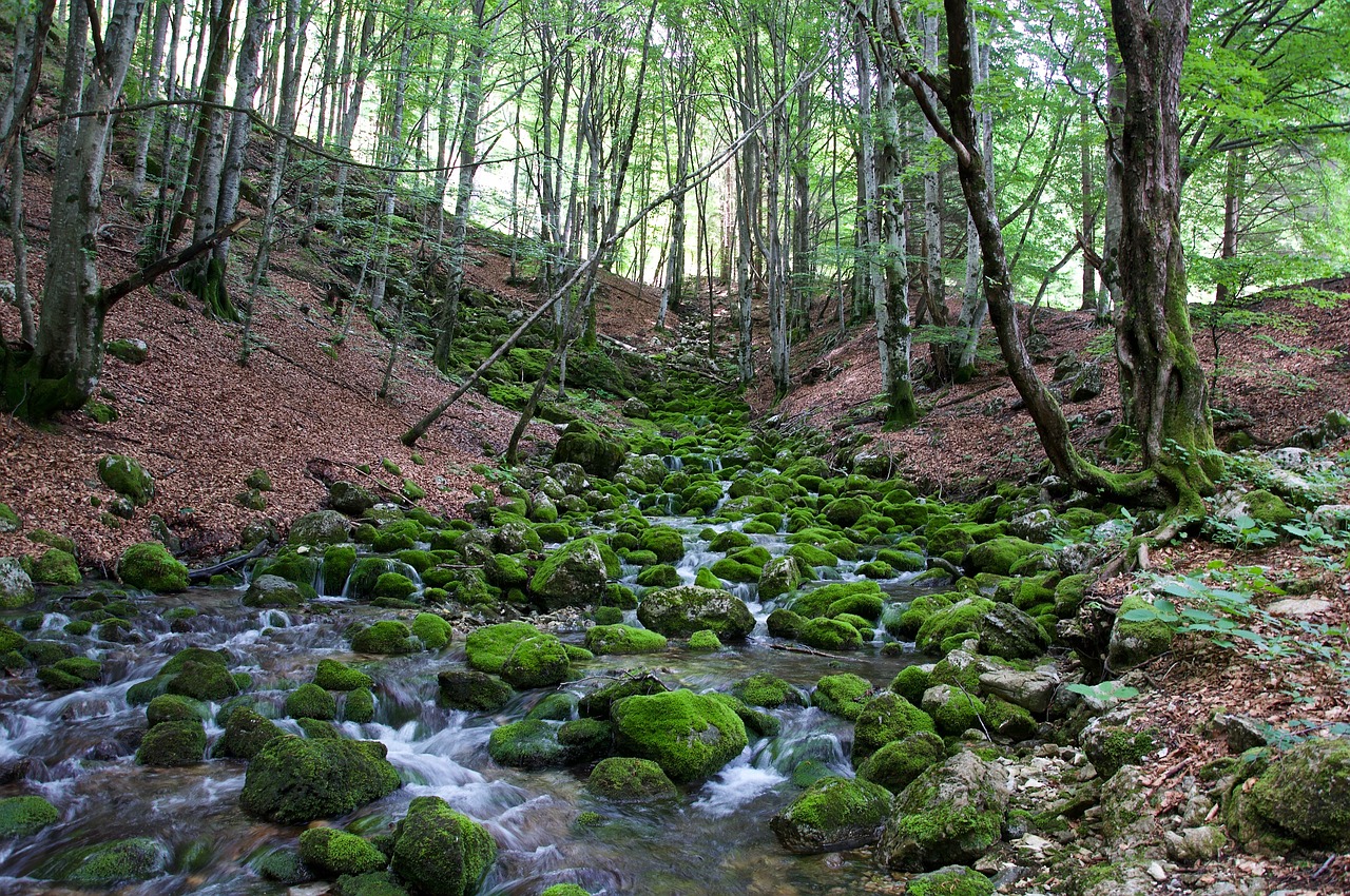 forest  torrent  nature free photo