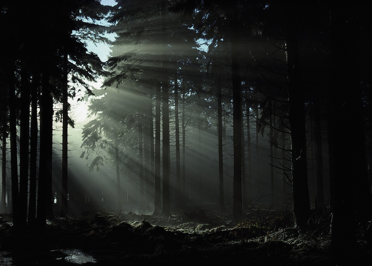 forest  dream  mysterious free photo