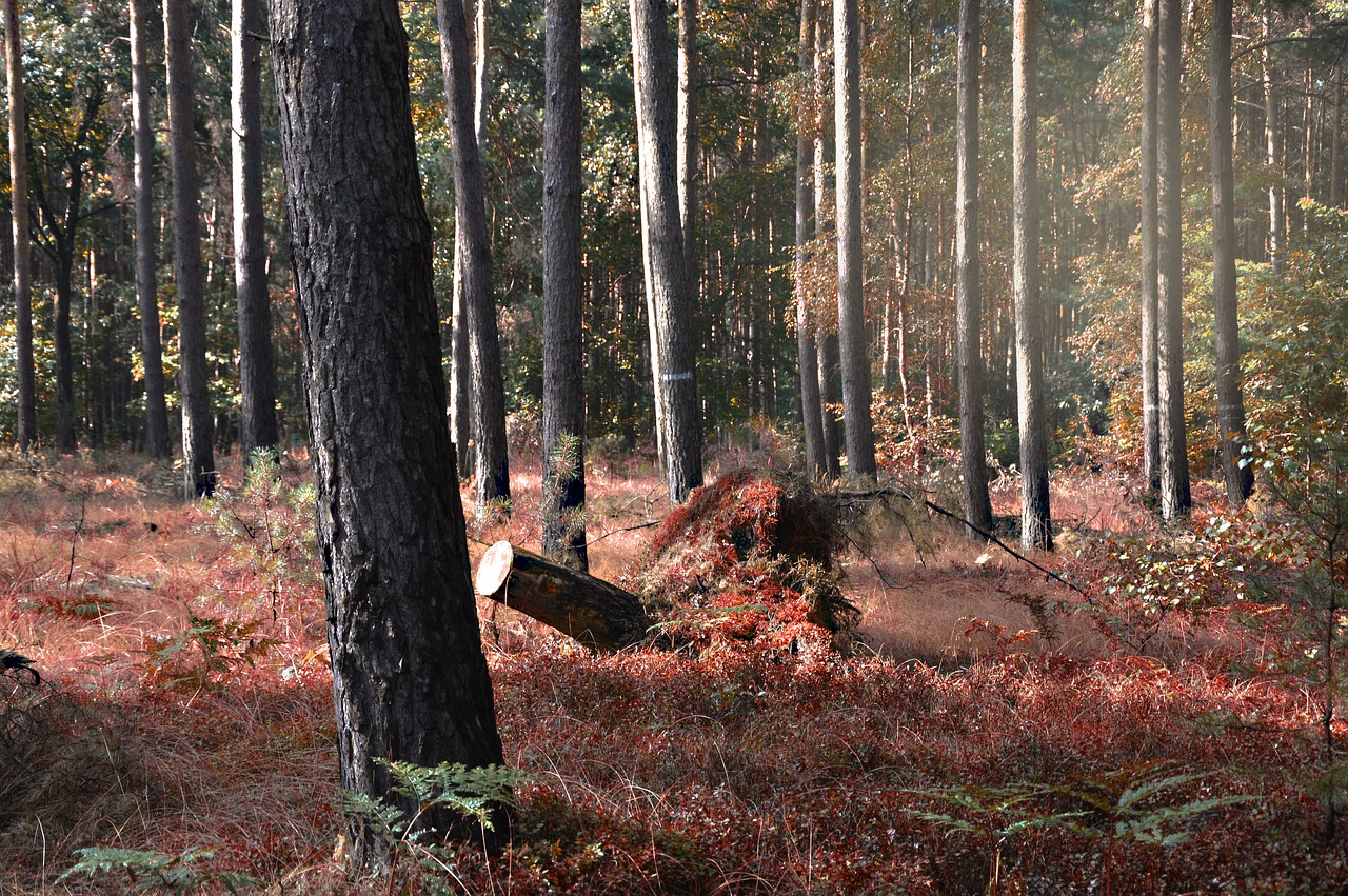 forest  autumn  autumn mood free photo