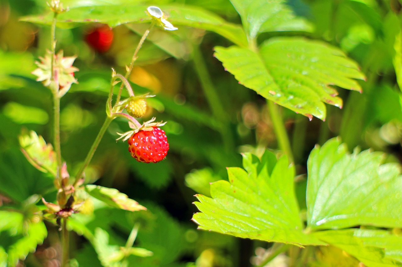 forest strawberry fragaria vesca free photo