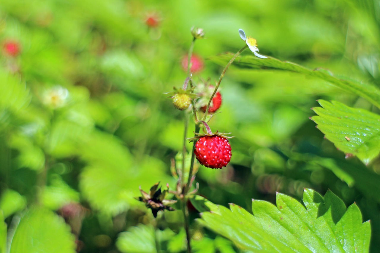 forest strawberry fragaria vesca free photo