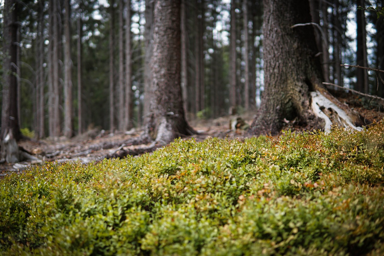 forest  blueberry  nature free photo