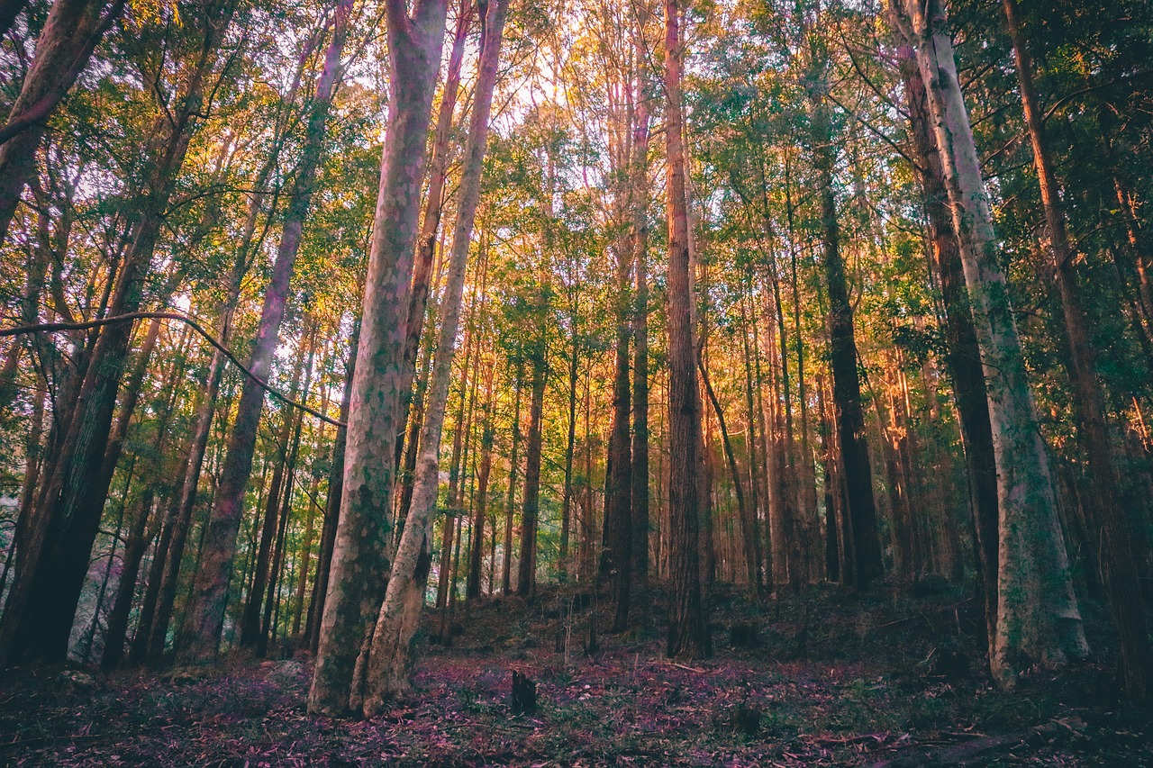 forest  trees  nature free photo