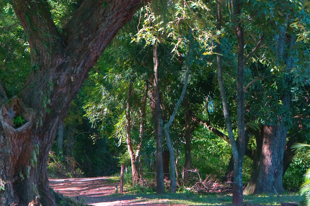 forest  tree  trees free photo