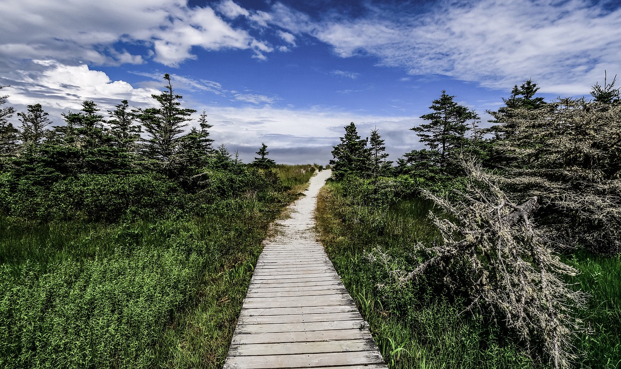 forest  landscape  trees free photo