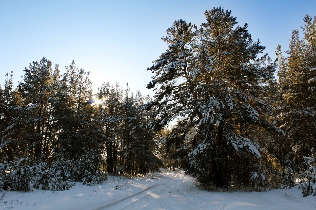 forest  pine  road free photo