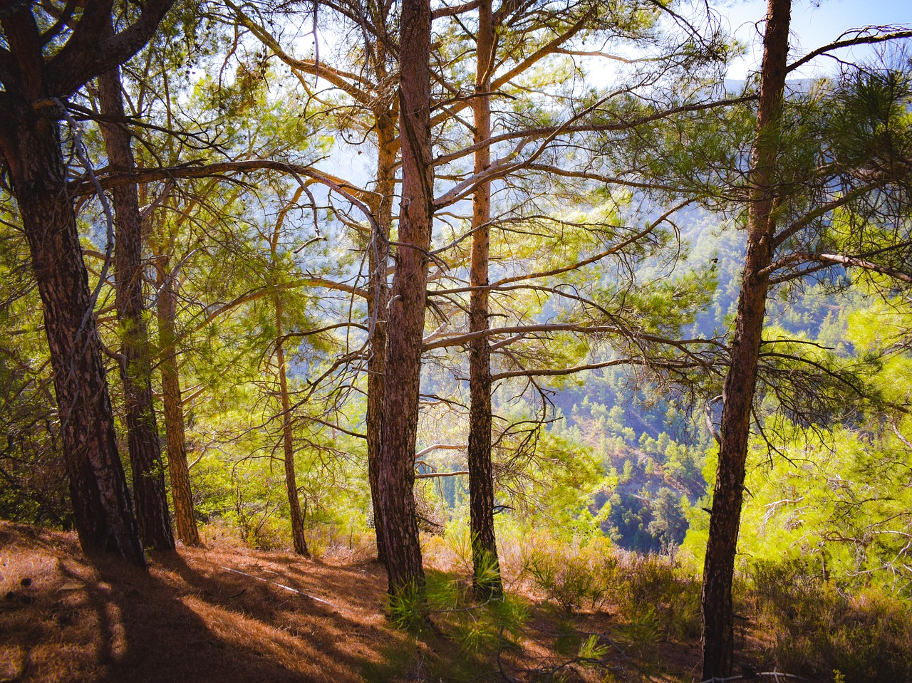 forest  trees  branch free photo