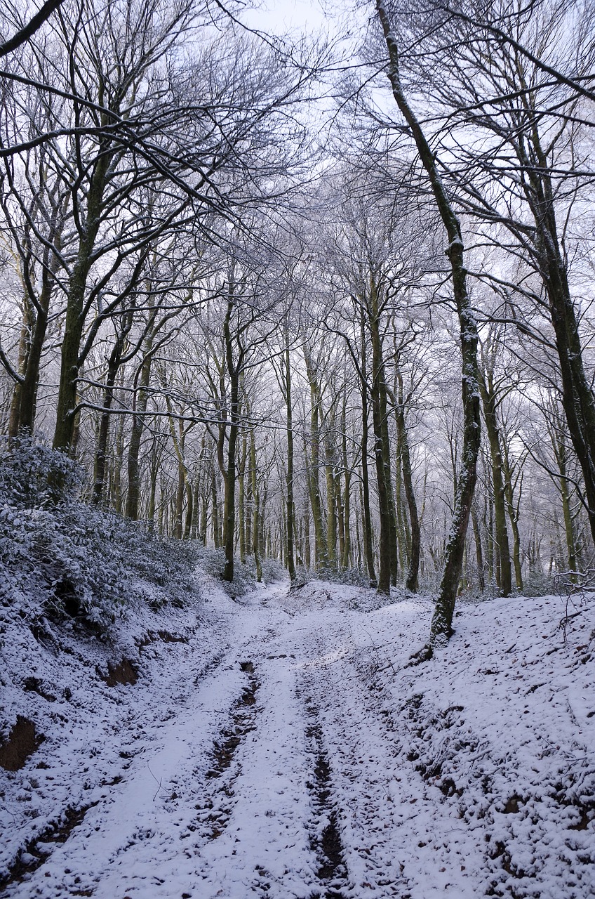 forest  snow  winter free photo