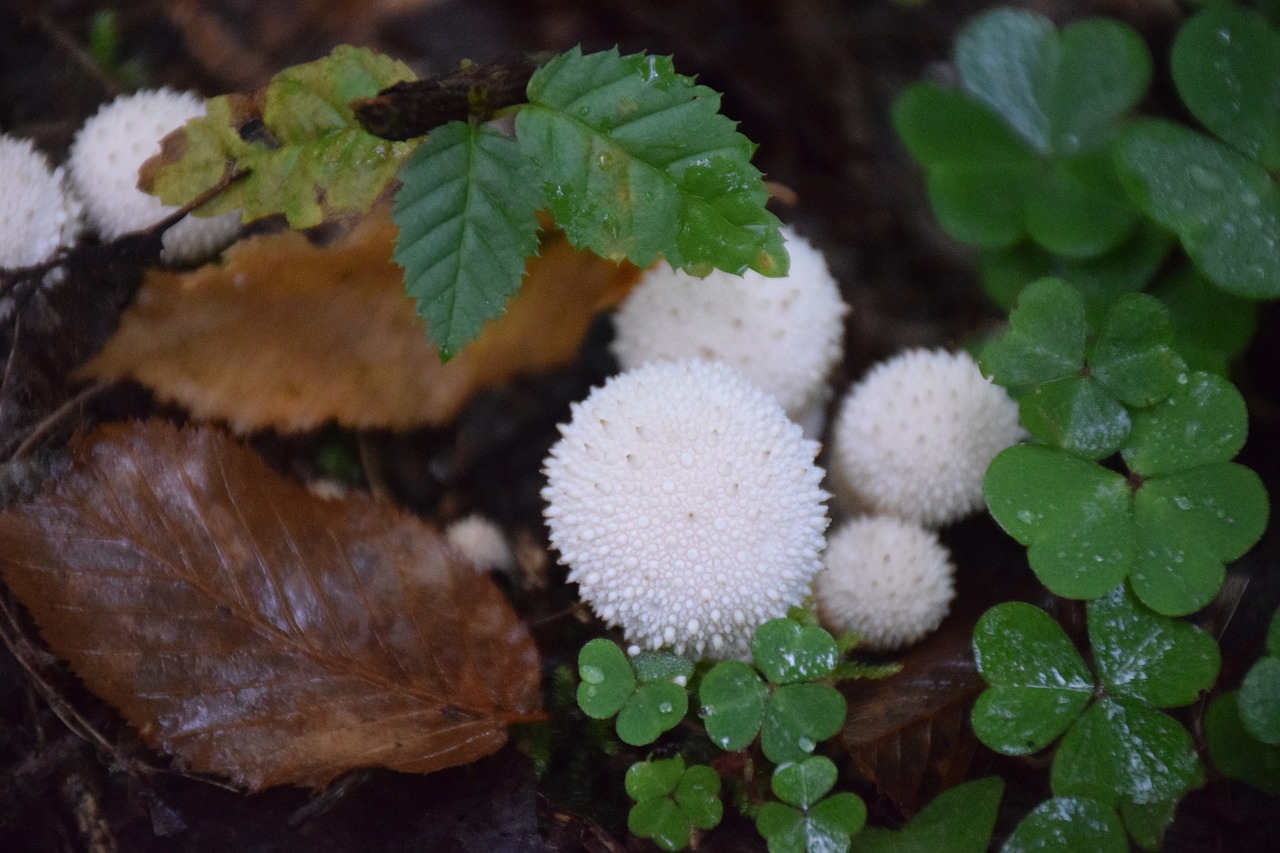 forest  floor  nature free photo