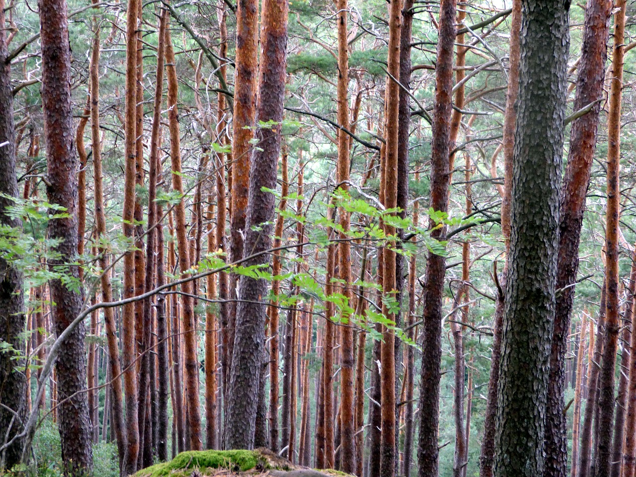 forest  vosges  france free photo