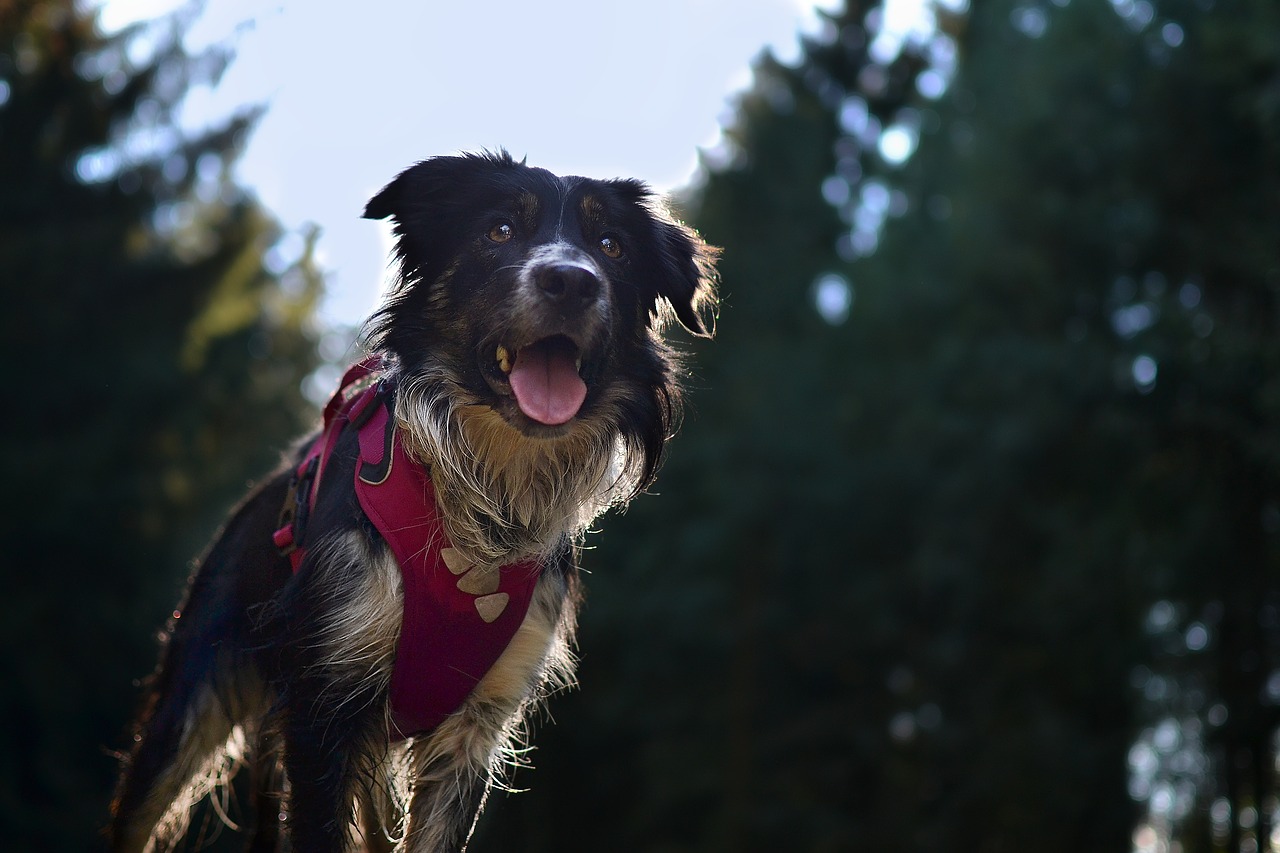 forest  puppy  border collie free photo