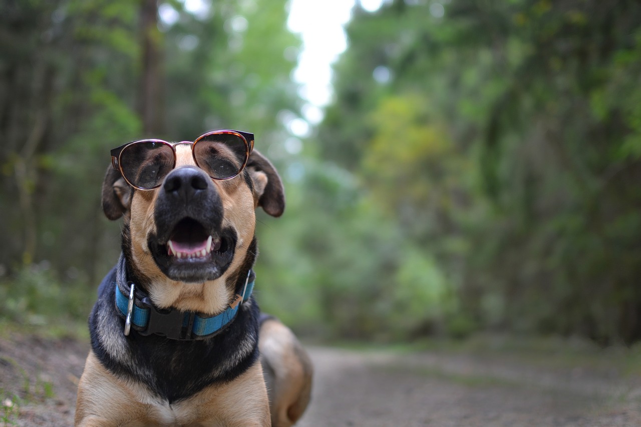 forest  glasses  eyes free photo