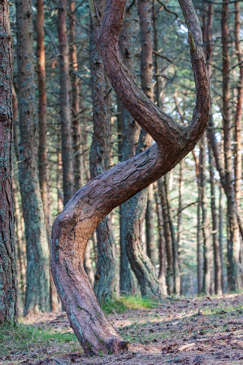 forest  tree  pine free photo