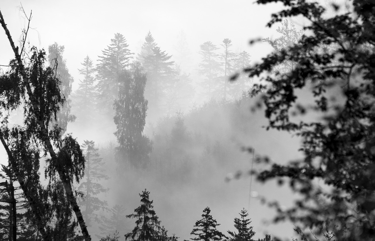 forest  tree  fog free photo