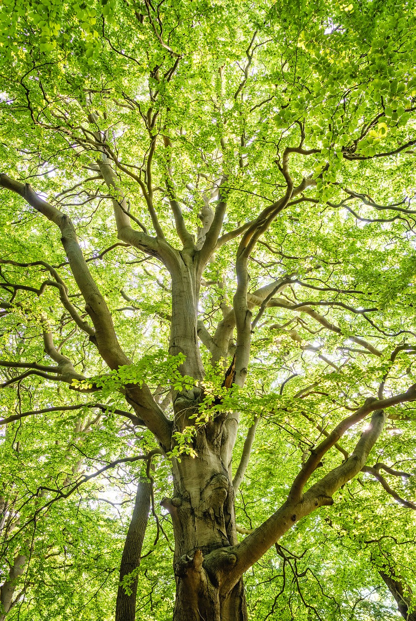 forest  beech  island vilm free photo