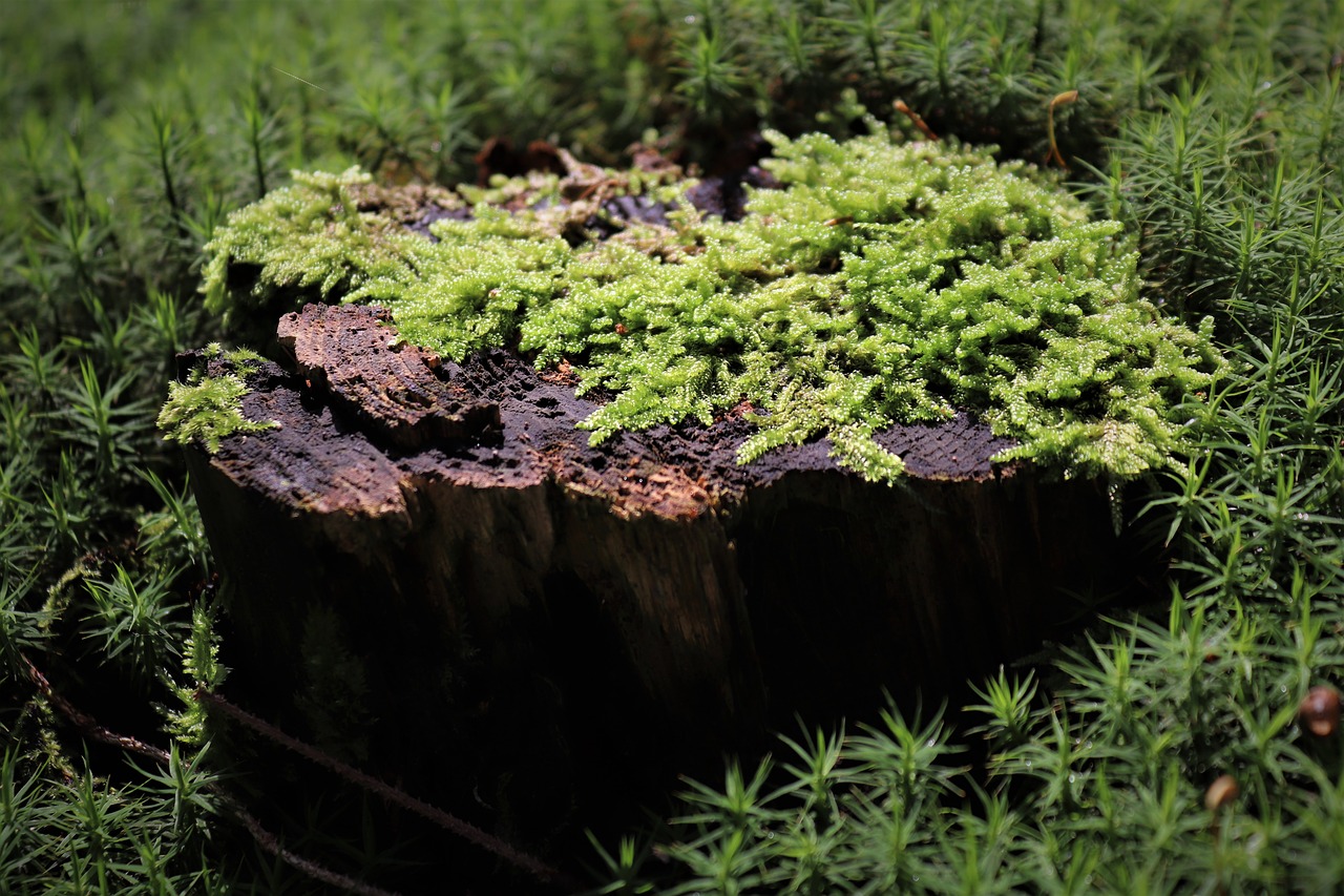 forest  tree  moss free photo