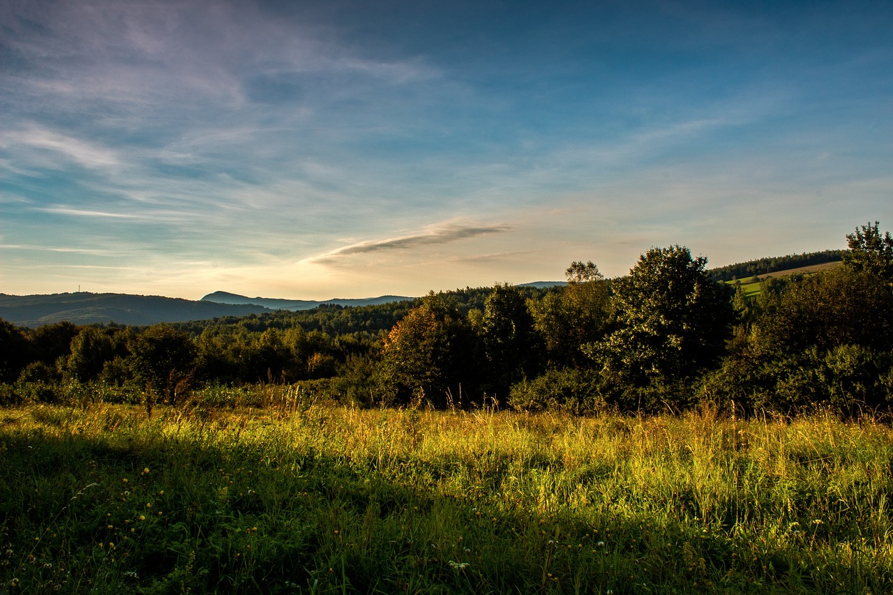 forest  green  nature free photo