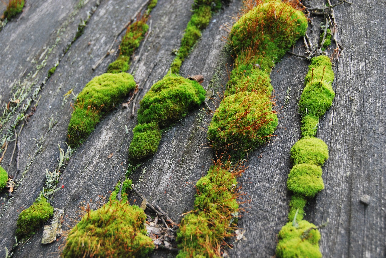 forest  moss  tree free photo