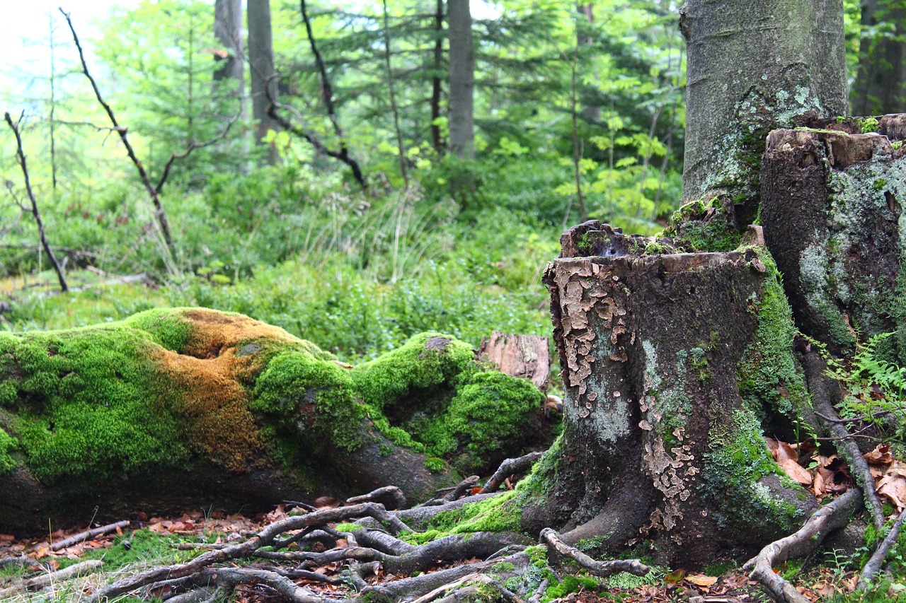 forest  moss  tree free photo