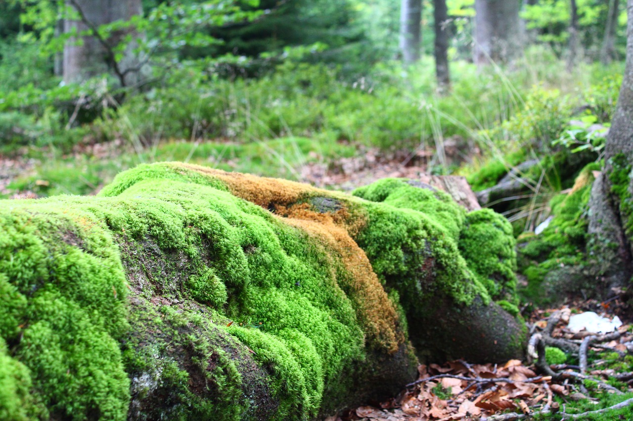 forest  moss  tree free photo