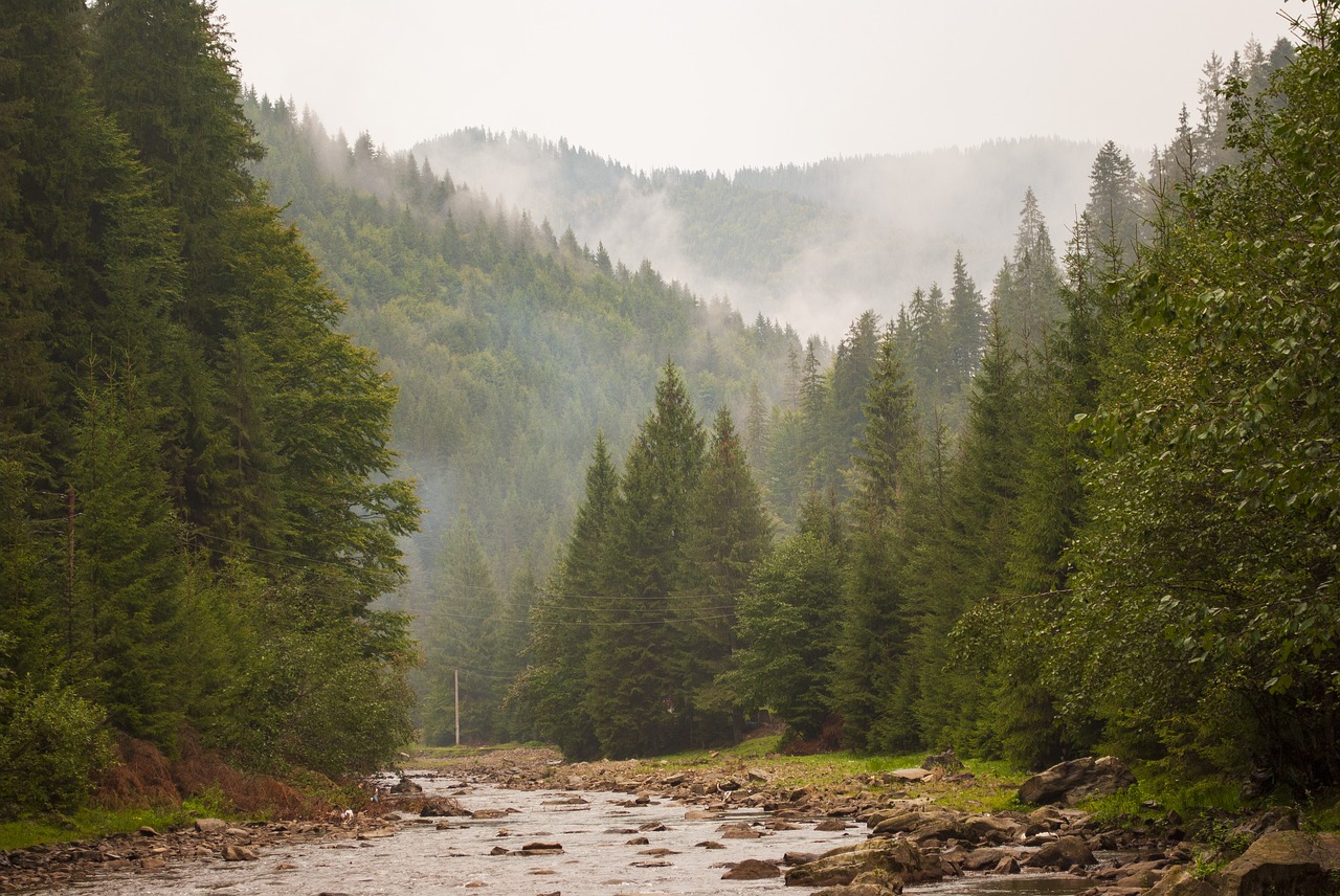 forest  river  nature free photo