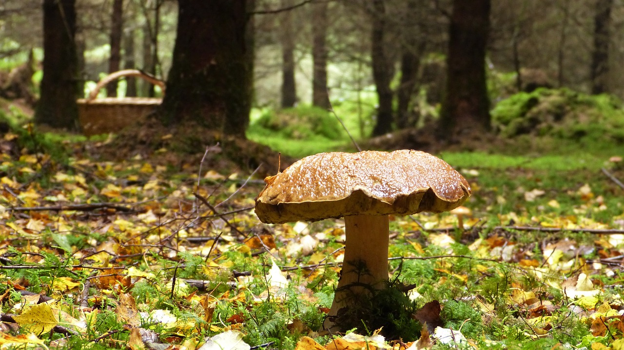 forest  autumn  cep free photo