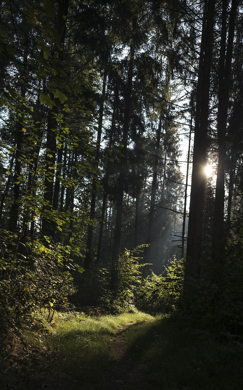 forest  panoramic  light free photo